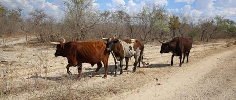 Zambia cattle faming, the waste they create and the solutions Inciner8 develop