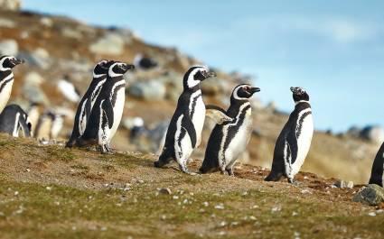 Pinguinkolonie in Puerto Natales, Chile