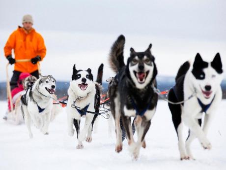 Siberian huskies and husky sledding safaris are the highlights of many Lapland holidays