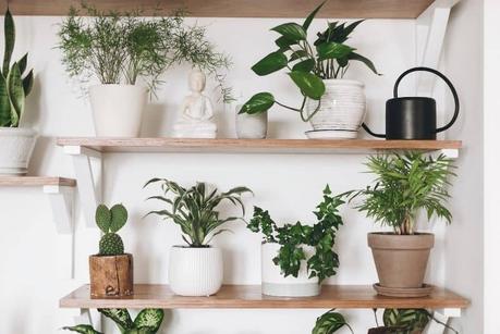 How To Take Better Care of Your Indoor Plants