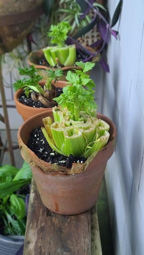 Easy Food Hack: Can Limp Celery be Revived