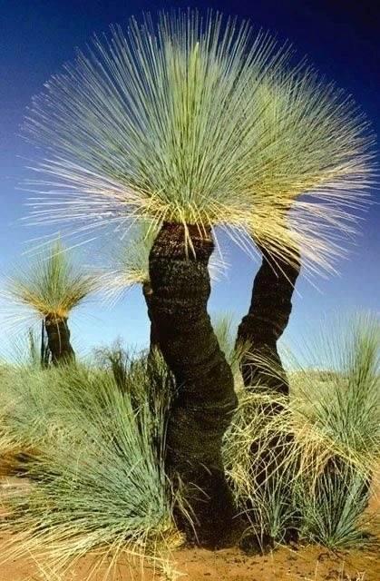 If you're a working american citizen, you most likely have to pay your taxes. Grass Tree Xanthorrhoea Preissi Australian Native Seeds