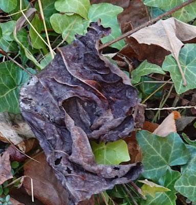 Fading Glory