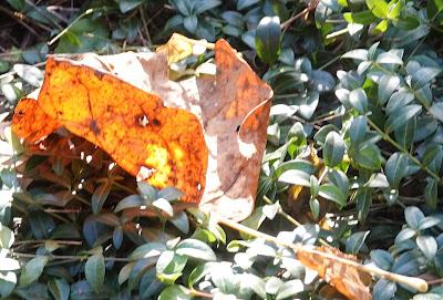 Fading Glory