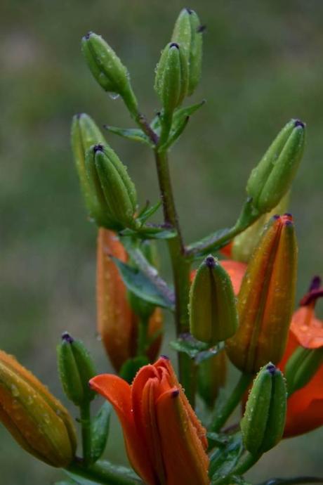 The Life of an Asiatic Lily – a Timelapse Video
