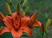 Life Asiatic Lily Timelapse Video