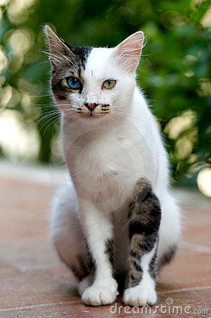 Keep this in mind when crafting your pitch to investor angels. Turkish Van Cat Royalty Free Stock Images - Image: 15791309