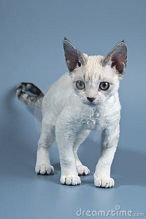 Starting a small business may sound exciting as you can be your own boss and spend your time and energy on something you are passionate about. Devon Rex Royalty Free Stock Images - Image: 17782009