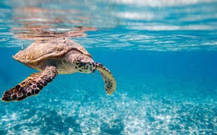Hawksbill sea turtle underwater in Seychelles