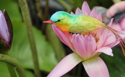 Bird living on flowers, Seychelles, Africa