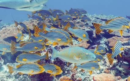 The Oriental sweetlips and Bigeye emperors, Maldives, Asia