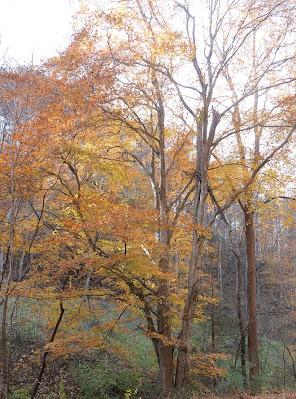 In Mid-November