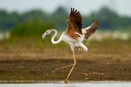 Greater Flamingo playing in water