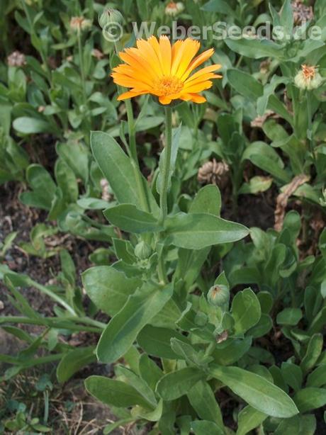 There's no doubt that celebrity sells products. Calendula officinalis, Pot marigold - Seeds - plants
