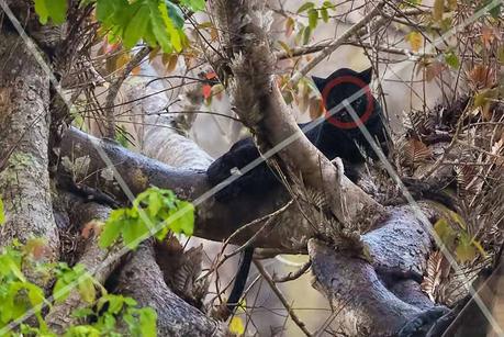 Golden triangle photo composition in wildlife