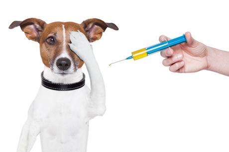 Companion Animal Vaccine People's lives are enhanced by companion animals, such as cats, horses, and dogs.