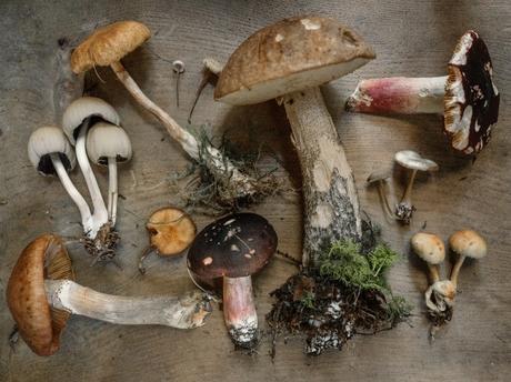 7 most popular Japanese mushroom types & their delicious recipes
