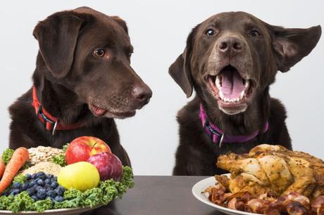 Fruits And Vegetables That Are Perfectly Safe For Dogs