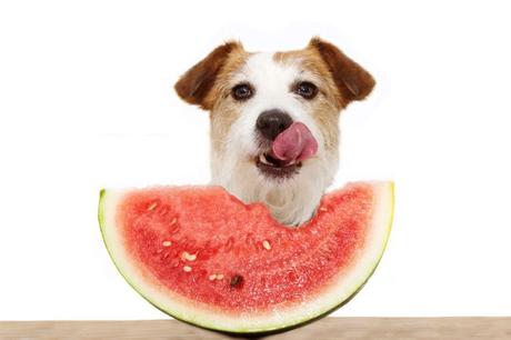 Fruits And Vegetables That Are Perfectly Safe For Dogs