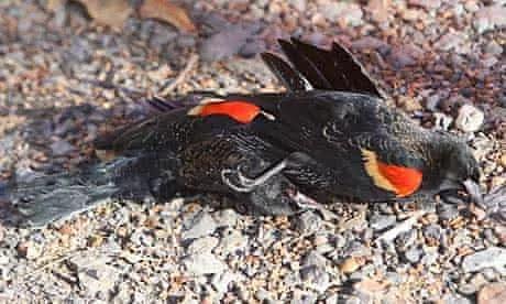 Birds deaths in Arkansas on New Year's Eve