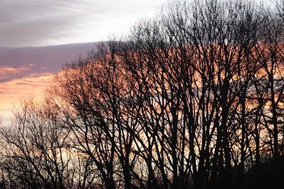 Bare Trees, Red Sky