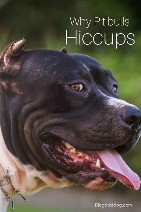 Why do pit bulls get hiccups?