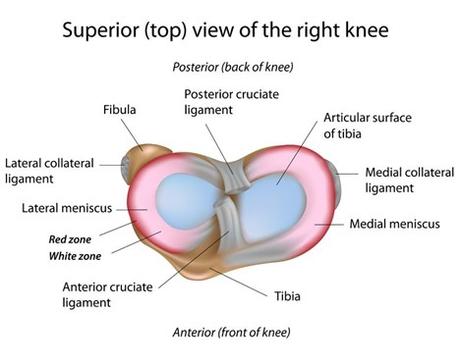 6 Meniscus Tear Types – What They Are And How To Treat Them Properly