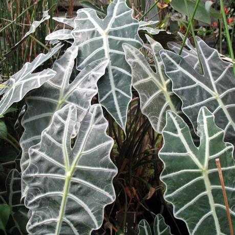 Speaking of the effects, it is a typical indica which produces a. Alocasia Species Assorted - Indoor Plants | Exotic Flora