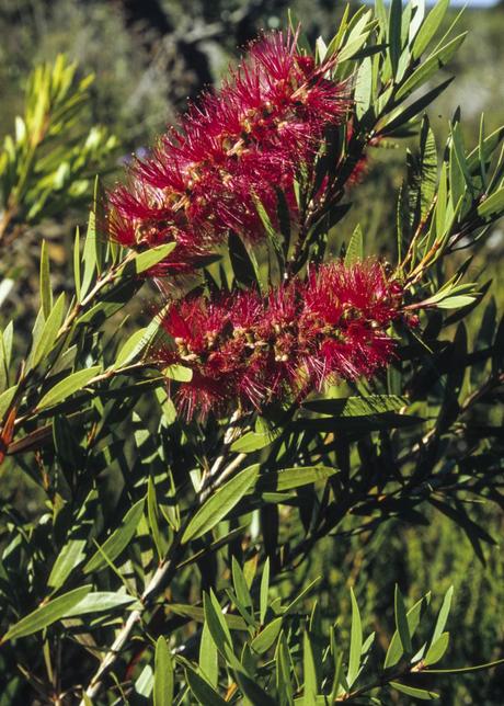Control brown aphids on conifers by spraying with bug killer. Callistemon citrinus syn: Melaleuca citrina | Australian