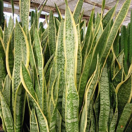 Speaking of the effects, it is a typical indica which produces a. Mother in Law's Tongue Or Snake Plant - Indoor Plants