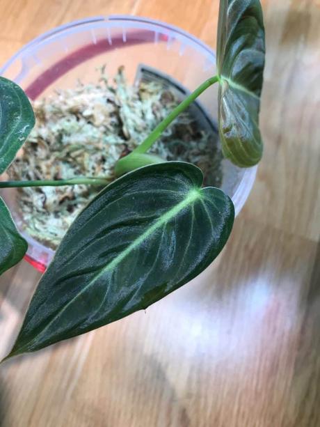 Modern african violet hybrids thrive in the same conditions as humans do, with average humidity and temperatures. The Ultimate Guide on Philodendron Melanochrysum