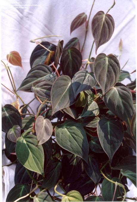 Sindo the largest plant nursery. Philodendron scandens micans (Purchased from Wal-mart
