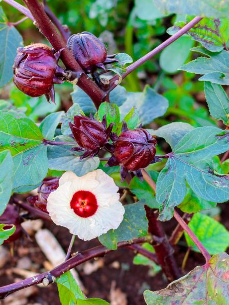 · plants height with pot is 1 feet and pot size is 5 inch . Roselle - Hibiscus Sabdariffa - Poppys Wild Kitchen