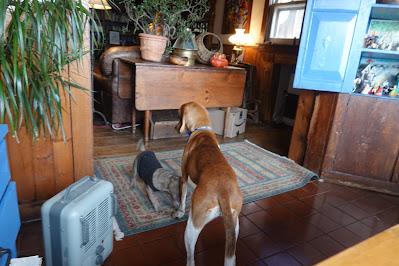 It's a Dog's World