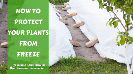 How to Protect Your Plants From Freeze