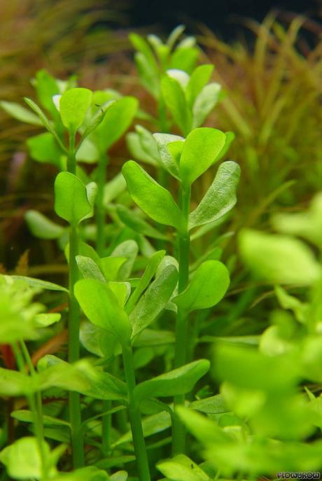 Learn how to grow golden shrimp plants (pachystachys lutea) as houseplants with these helpful tips on growing conditions, repotting, and more. Bacopa monnieri - Water hyssop - Flowgrow Aquatic Plant