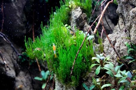 Plants are defenseless against the munching mouths of herbivorous animals, but some carnivorous plant species take matters into their own stems by snacking on bugs. Plant Profile - Flame Moss | Buce Plant