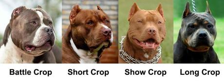 Why do They Cut Pitbulls ears?