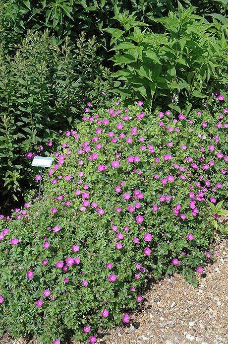 Bedding plants offer a decorative display for flower borders, hanging baskets, beds and more! Max Frei Bloody Cranesbill (Geranium sanguineum 'Max Frei