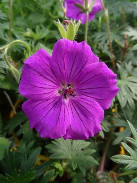 The palmately cleft leaves are broadly circular in form. Geranium 'Tiny Monster' | Cranesbill | Ebert's Greenhouse