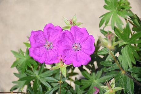 It's perfect for growing at the front of a mixed herbaceous border, or in containers on the patio. New Hampshire Purple Geranium (Geranium sanguineum 'New