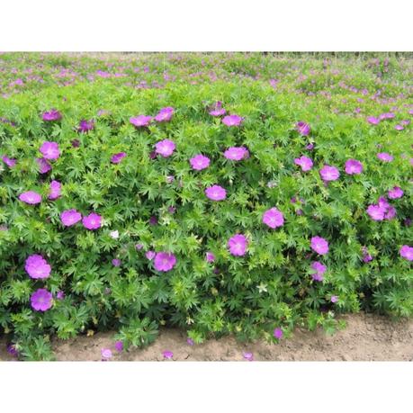 It's perfect for growing at the front of a mixed herbaceous border, or in containers on the patio. Geranium 'sanguineum' - 3 plants for $10.80 - Walters Nursery