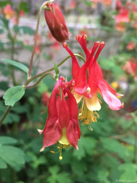 Much of the state lies in u.s. Aquilegia canadensis, Eastern Red Columbine on Behance