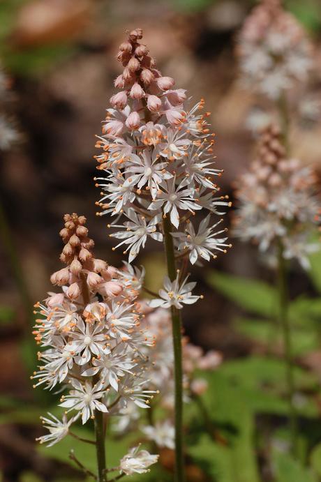 She holds a degree in english literature and history from the university of to. Tiarella - Wikipedia
