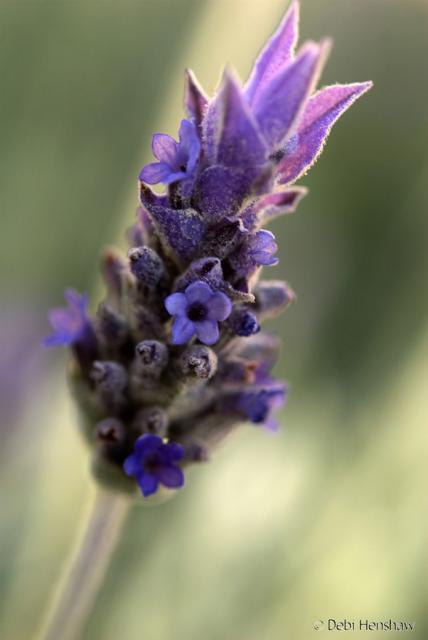 Discover how to use different kinds of garden plants and flowers to support specific design styles from the experts at hgtv. beautfil close up image of lavender flower.jpg Hi-Res 720p HD
