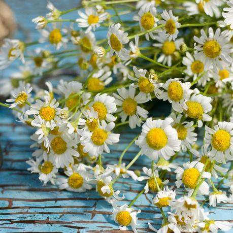 Flowers have a remarkable ability to keep your veggie crop strong and healthy. Roman Chamomile Seeds | Bulk Herb Seeds | Bulk Seed Store