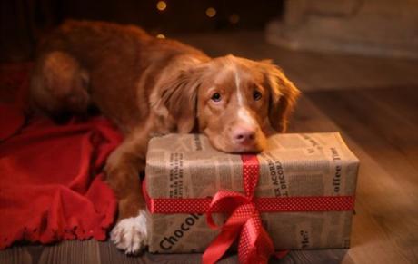 14 Unique Gift Ideas for the Pet Owner Who Has Everything