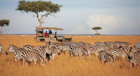 How to Choose the Right Safari Destination