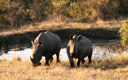 rhino sfari in South Africa