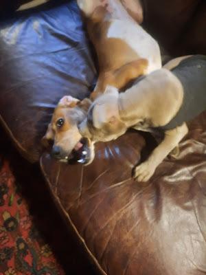 Playdate for Pups